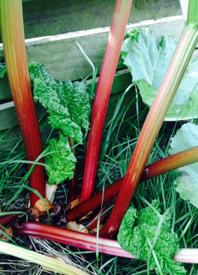 My rhubarb plant.