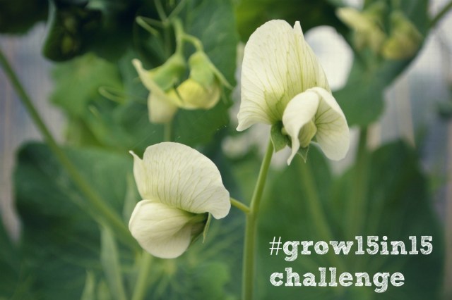 grow15in15blog