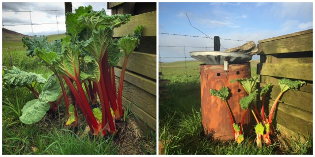Rhubarb Collage